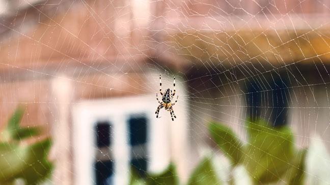 Simple handy steps to keep spiders out of your house