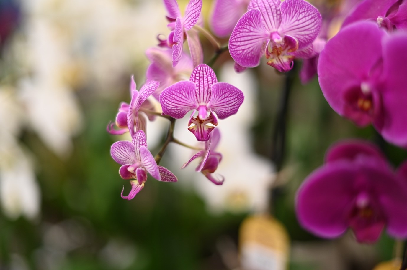 Where the World of Orchids and New York City Collide