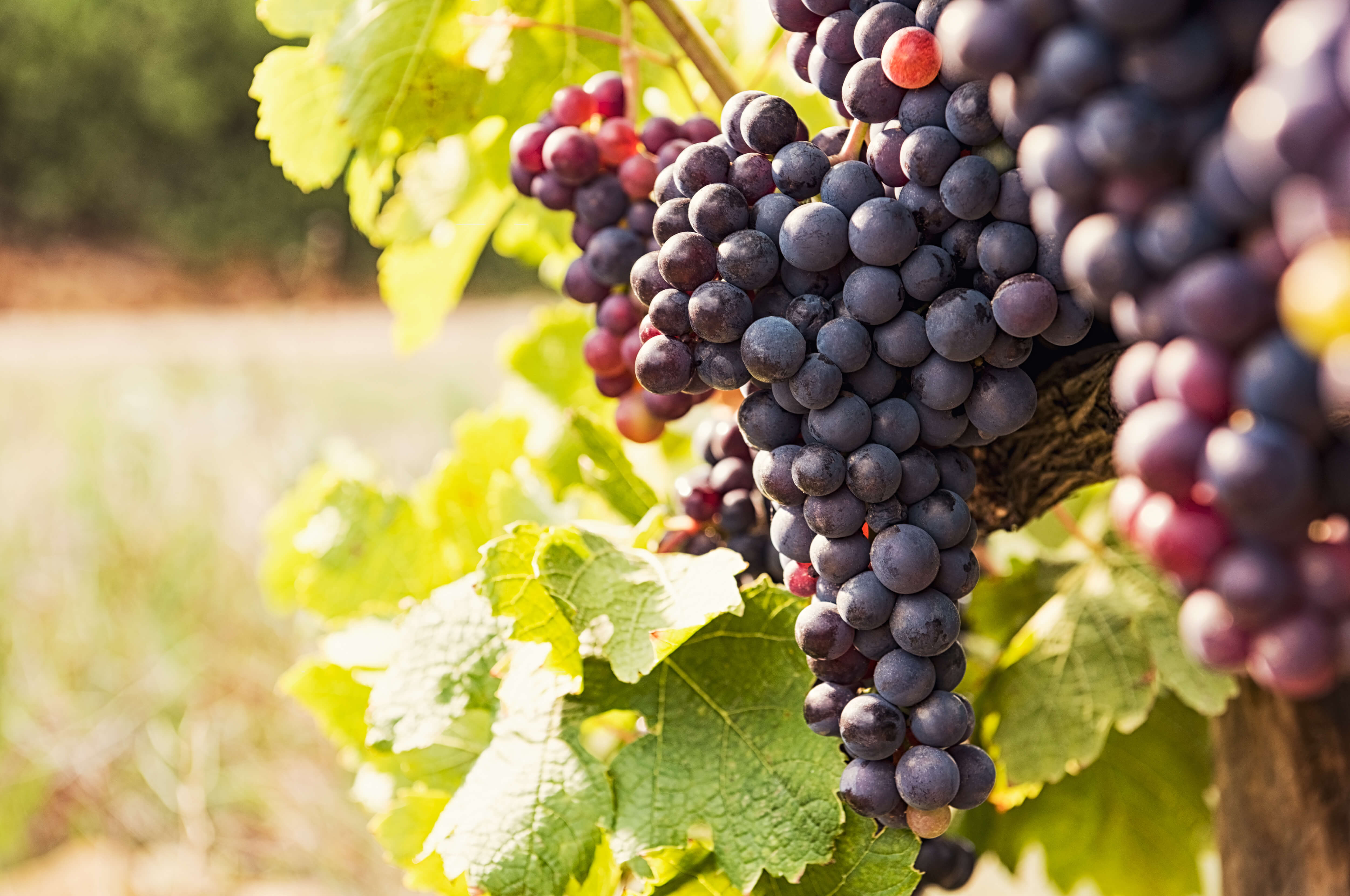 Health Benefits of Red Grapes, Grape Juice, and Red Wine